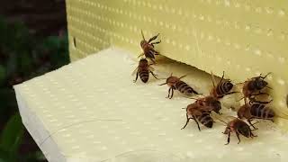 Пчёлы, пчеловодство, что делать чтобы на пасеке небыло воравства.