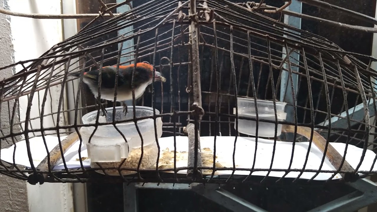 ốc mít chuyền cách chăm sóc điều độ