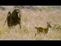 Baboon vs Baby Gazelle | Be An Animal | BBC Earth