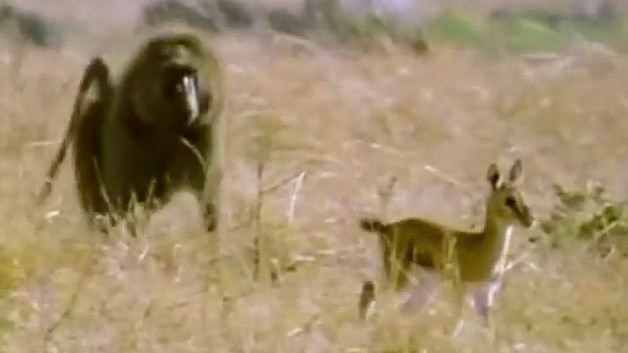 ⁣Baboon vs Baby Gazelle | Be An Animal | BBC Earth