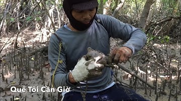 Bắt cua theo cách của dân Cần Giờ trong Rừng Sác tập 5 # catch crabs in the wild