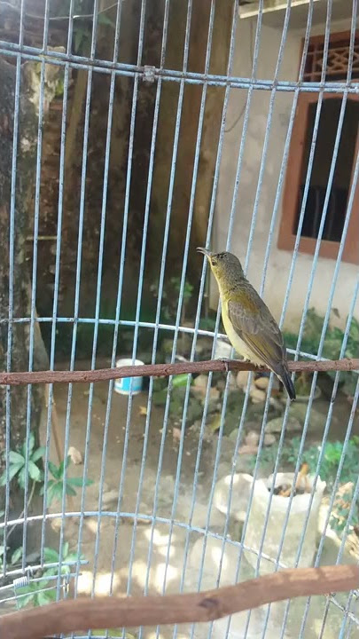 kolibri ninja ijoan paruh oren jantan, belajar bunyi buat pancingan pemula