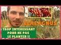 16 raisons de planter des elaeagnus  comment multiplier des elaeagnus arbustes fixateurs dazote