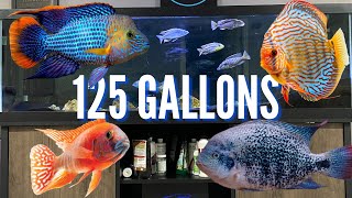 Top 7 Cichlid Tank Setups for a 125 Gallon Aquarium