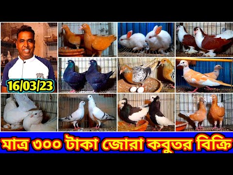 যত খুশি কবুতর কিনুন ৩০০ টাকা জোরা করে রানিং কবুতর বিক্রি হবে | কমদামে ফেন্সি কবুতর