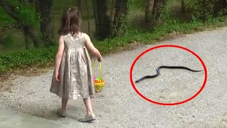 6 Snake Encounters You Really Shouldn't Watch