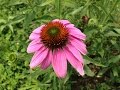 ハーブガーデン紹介６月エキナセアの花-Echinacea-自然のハーバルライフ-HERB-Japanese Herb Garden