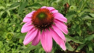 ハーブガーデン紹介６月エキナセアの花-Echinacea-自然のハーバルライフ-HERB-Japanese Herb Garden