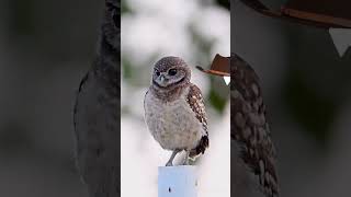 Using Green Screen Hands with a Guitar on the Example of an Owl | Footage 4K