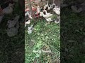 pekin baby #ferma #wildlife #romanian #latara #boboci #ratuste #pekin #bobocirate #boboiboy #calan
