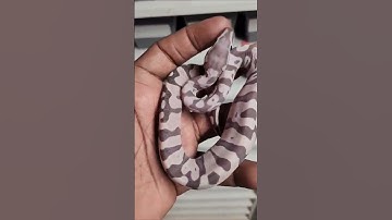 Scaleless Ball Python #ballpython #reptile #animal