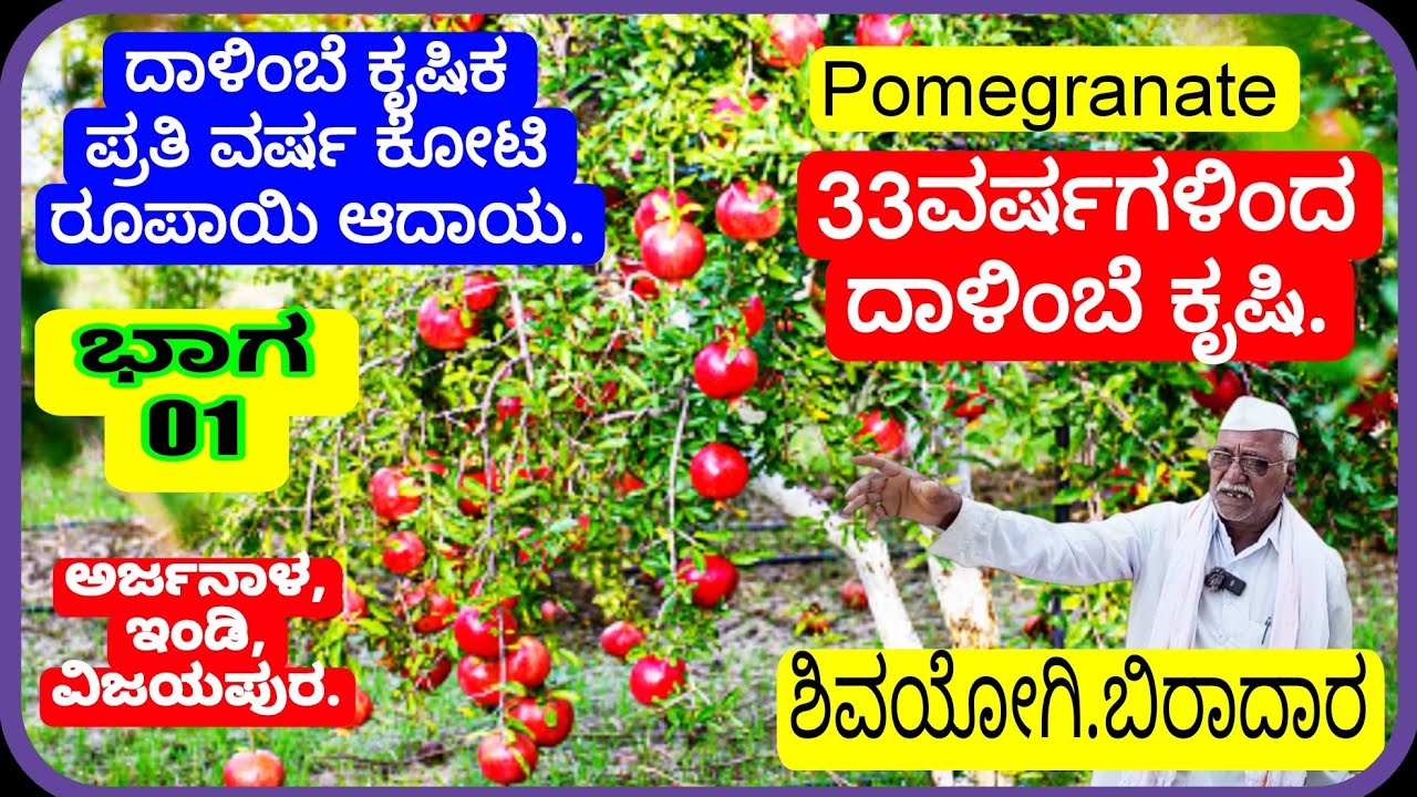 01 || ದಾಳಿಂಬೆ ಬೆಳೆಗಾರ|| ಶಿವಯೋಗಿ ಬಿರಾದಾರ||ಅರ್ಜನಾಳ||ಇಂಡಿ||ವಿಜಯಪುರ||Pomegranate Farming||Karnataka||