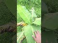 Village video/ subscribe/working hard