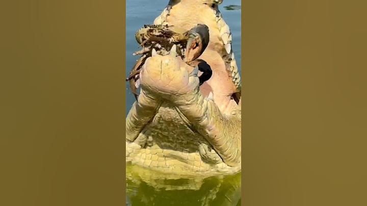 Saltwater Crocodile Eating Crabs! #gatorland #crocodile #saltwatercrocodile