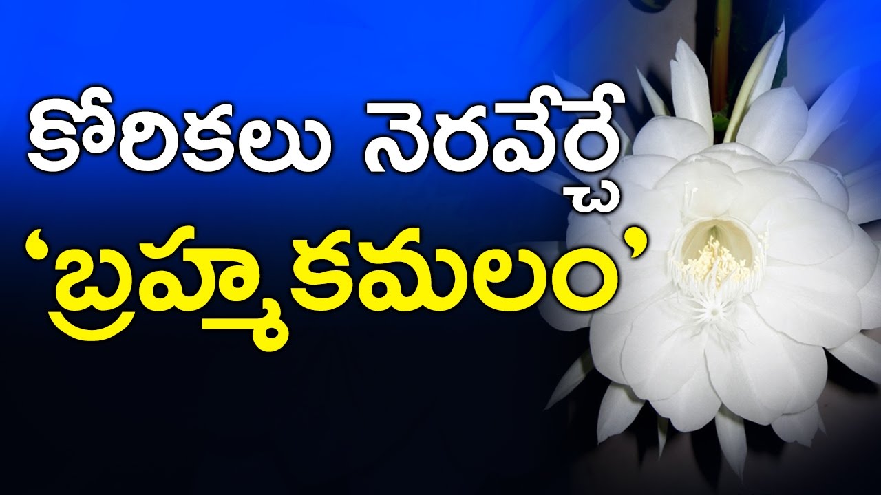 Brahma Kamal Mythical Flower Of Gods || Importance of Brahma Kamal