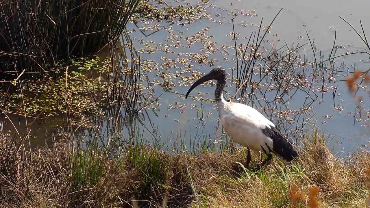Африка. Африканский священный ибис - Africa. African Sacred Ibis