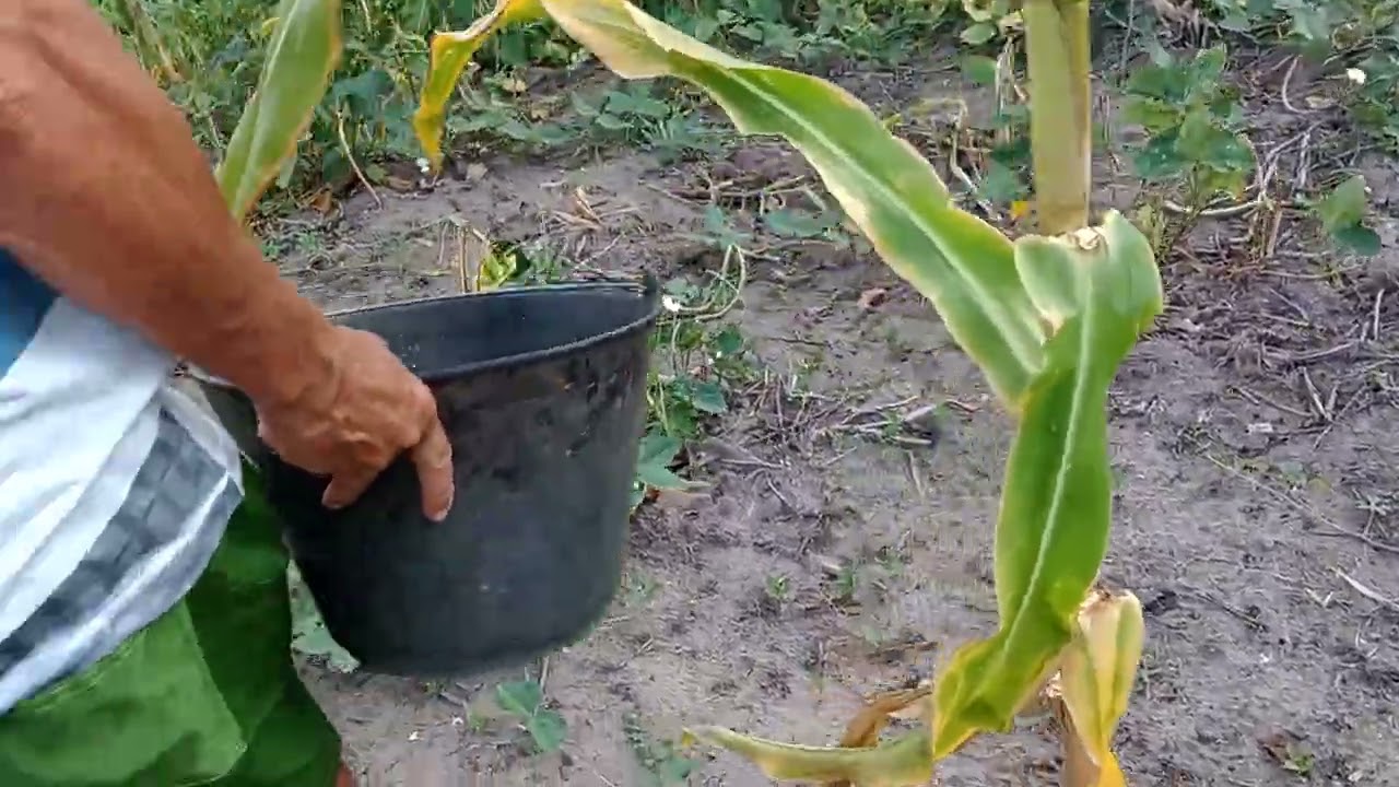 Luiz tirando milho 🌽🌽🌽