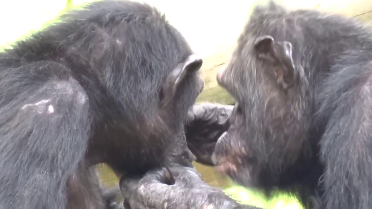 Aug 2017 Tama zoo chimps