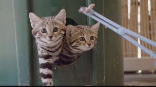 San Diego Zoo Welcomes Baby Black-Footed Cats