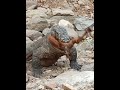 コモド島のヤギを飲み込む | Komodo Dragon