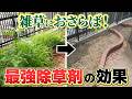【最強除草剤!?】プロが空き家で検証！「草退治STRONG」vsタフな雑草