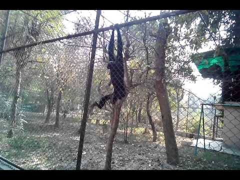 Hukku Monkey of Lucknow Zoo