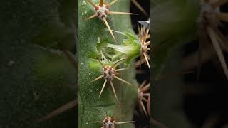 Pure macro ASMR satisfaction. every detail. #ASMR #MacroASMR #OddlySatisfying #relaxingsounds