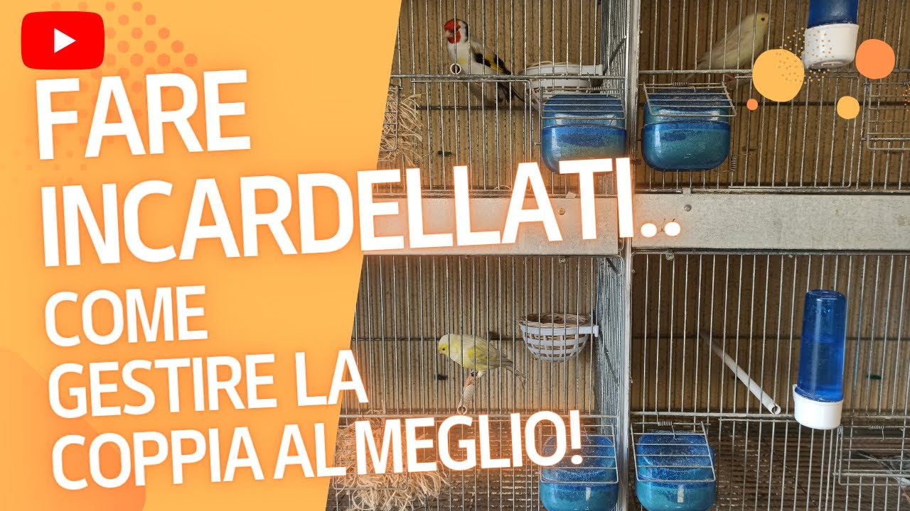 Incardellati: come gestire al meglio una coppia di cardellino per canarina!