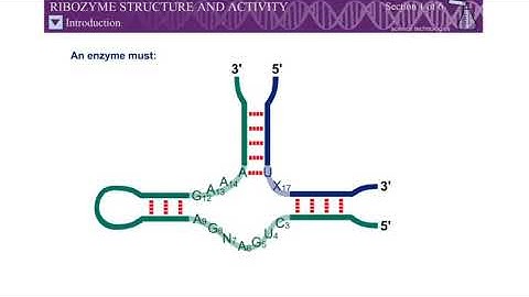 #Animation #Ribozyme Structure and Activity #Molecular Biology of the Gene #SD LIFE SCIENCE