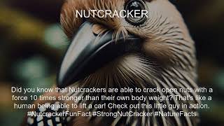 Nutcracker Fact