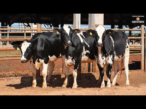 LOTE 27 • 4º LEILÃO NOVILHAS CANTO PORTO • 12166   11850   12120