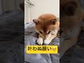起きたら1日の半分終わってた😀#柴犬 #豆柴 #shibainu #犬 #犬のいる暮らし #shorts