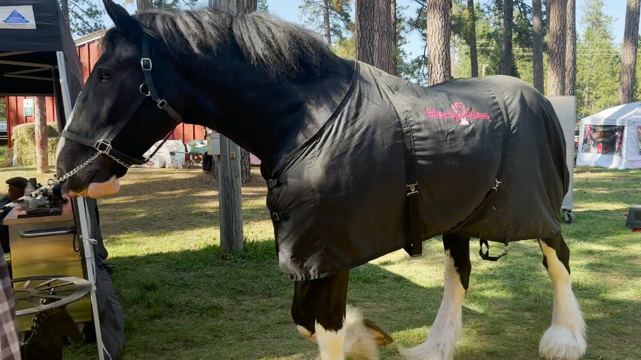 Draft Horse Classic - Friday - YouTube