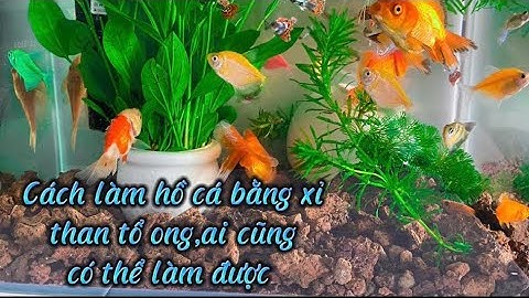 Làm hồ cá thủy sinh bằng xỉ than tổ ong,ai cũng có thể làm được…