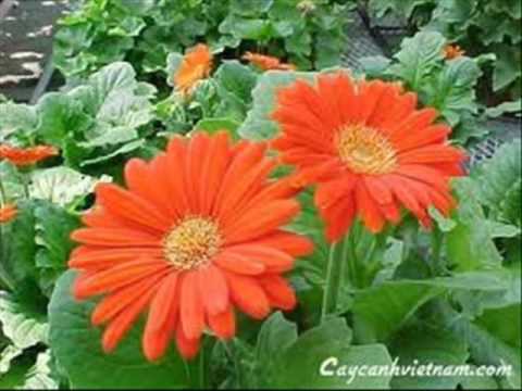Thưởng thức+ Video các loài hoa đẹp Để tận hưởng vẻ đẹp hoa