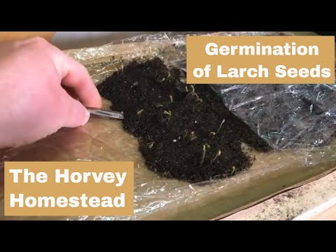 Video: How To Grow Larch