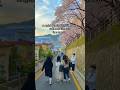 Is this heaven?🇰🇷 #lifeinkorea #korea #cherryblossom