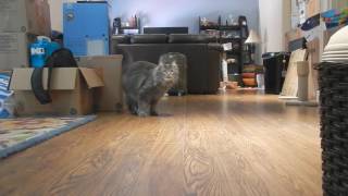 Pippin the cat vs. the toy mouse