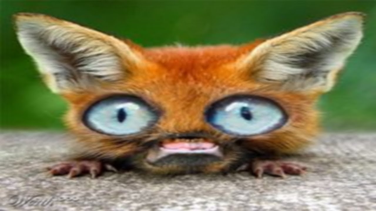 Le SaviezVous 3 ANIMAUX DE COMPAGNIE LES PLUS