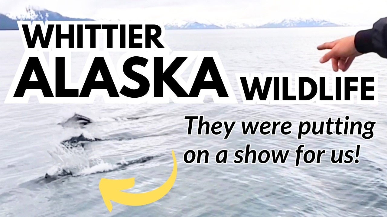 Dall’s porpoise in Whittier, Alaska (wildlife viewing before or after a cruise!)