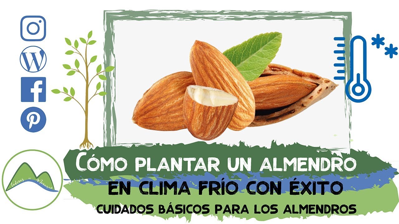 Cómo plantar y cuidar un almendro en clima frío con éxito. Cuidados básicos de los almendros | LdN