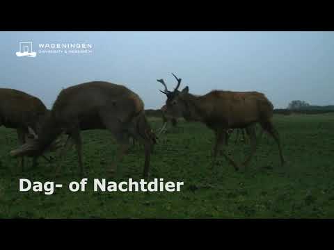 Dag- of Nachtdier