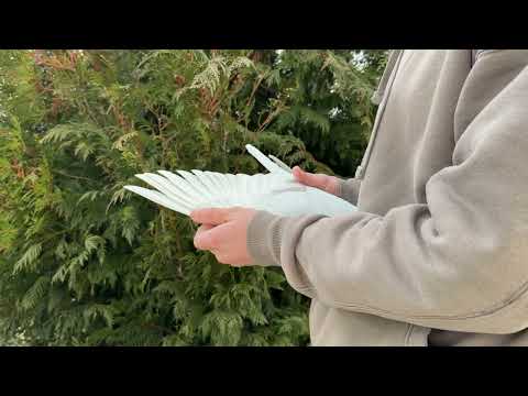 Previzualizare video RO-25-25021