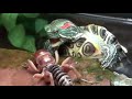 Criquet indonsien vs tortue alligator combat dinsectes