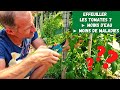 Bien soccuper de ses plants de tomates  effeuiller  arroser  tailler 