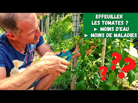 Vidéo: Soin de la tomate jaune à volants : apprenez à faire pousser une tomate à volants jaune