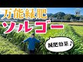【ソルゴー】土づくり　強風対策　バンカープランツ　再生ソルゴーで腐植増産！！