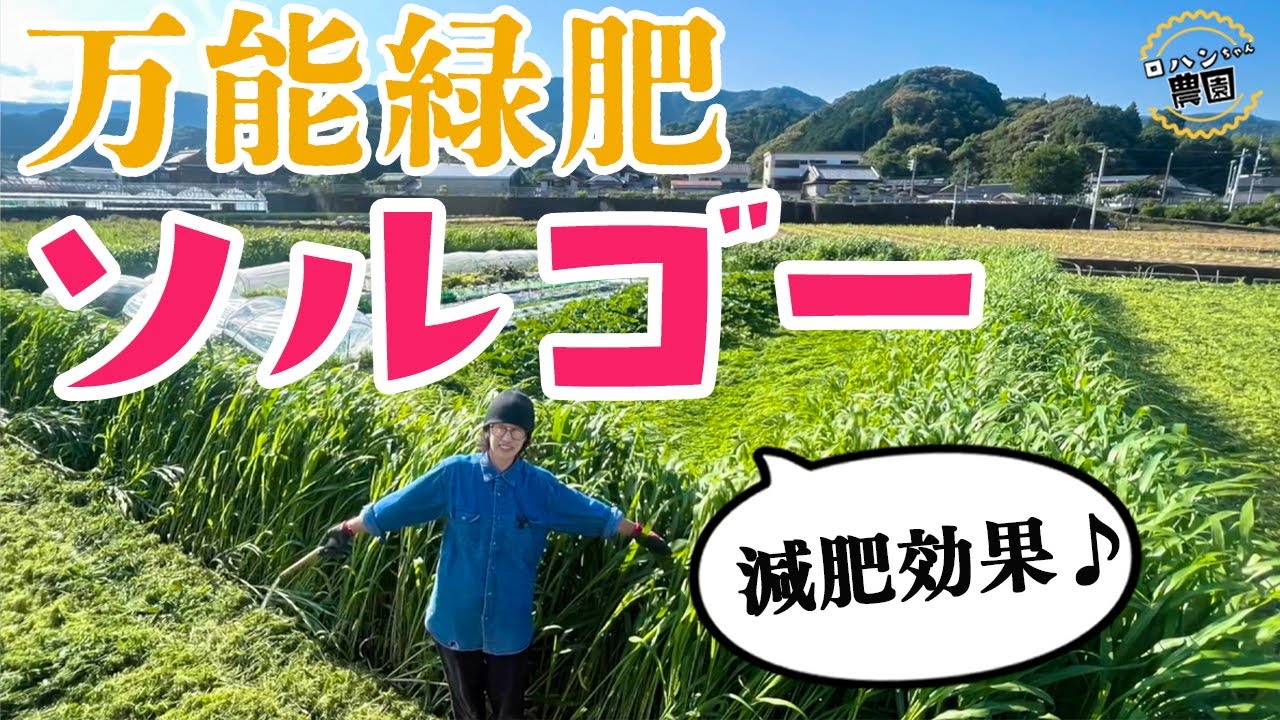 【ソルゴー】土づくり　強風対策　バンカープランツ　再生ソルゴーで腐植増産！！