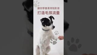 你的毛孩多才多藝嗎？你的毛孩活潑搞怪嗎？#寵物 #狗狗 #貓咪 #社團法人中華亞太創新銷售發展協會 #才藝 #趨勢