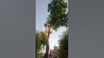 Tree 🎄 Cutting Working ✈️✈️✈️🚀🚀🪵🪵✂️✂️✂️✂️